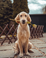 Premium Pet Wellness Suite
