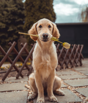 Premium Pet Wellness Suite