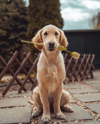 Premium Pet Wellness Suite