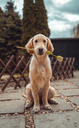 Premium Pet Wellness Suite