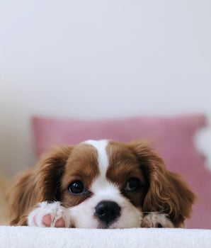Complete Smart Pet Ecosystem