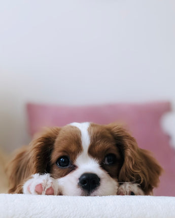 Complete Smart Pet Ecosystem