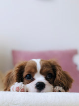 Complete Smart Pet Ecosystem